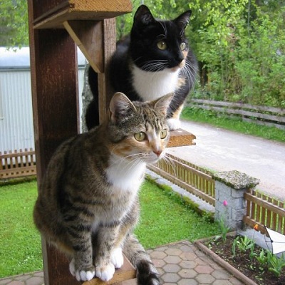 Sooty & Sweep